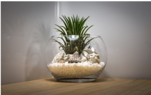 Try this DIY project for displaying your air plants