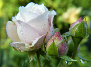 Grow Beautiful Roses in Southern Gardens