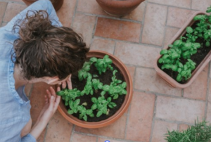 Planters